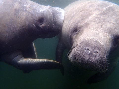 manatee