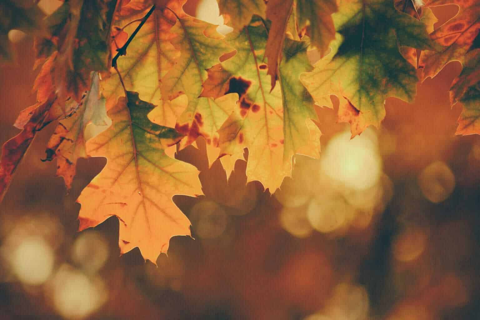 How to prepare your home for autumn