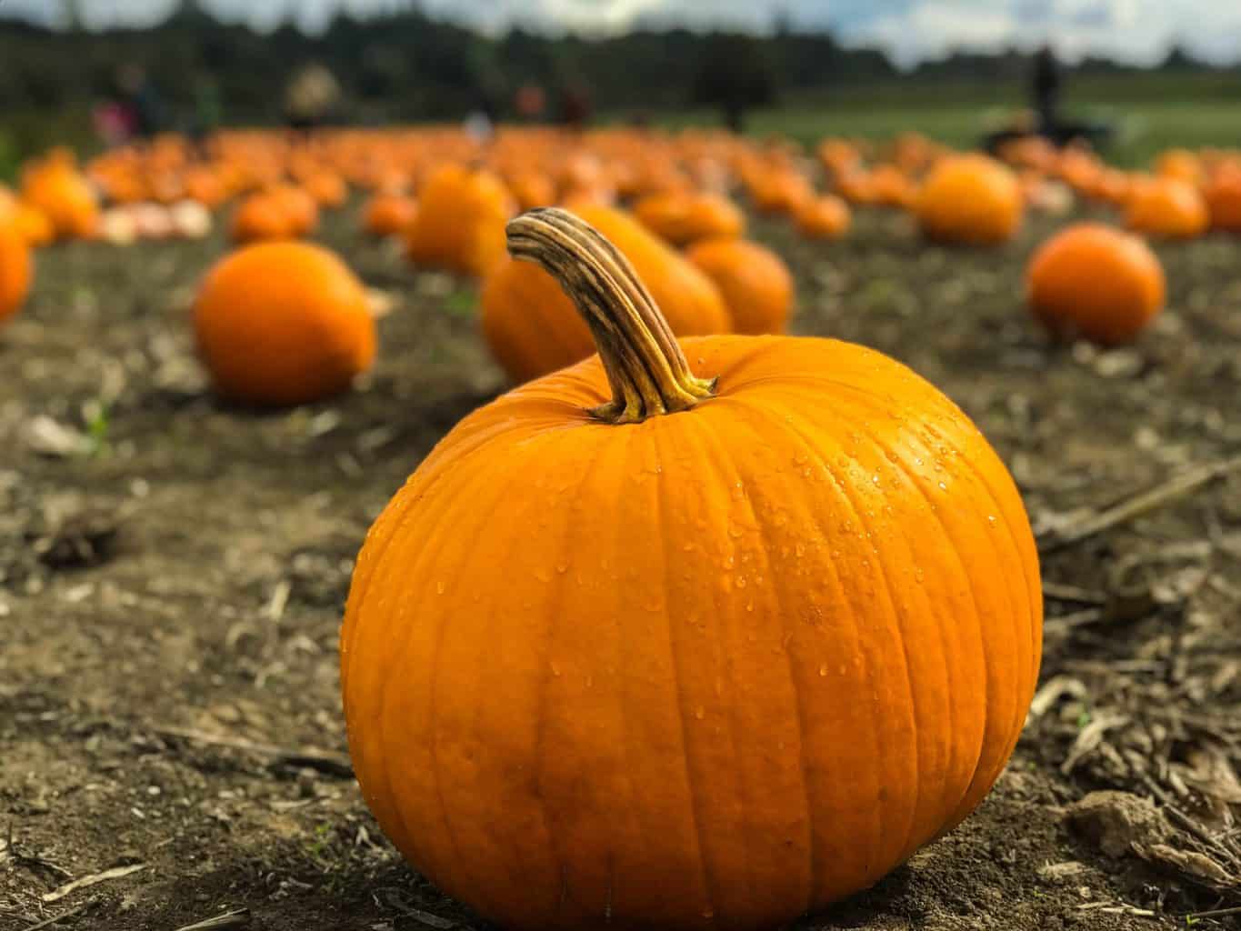 Activities To Keep Your Kids Busy During The October Half Term Holidays