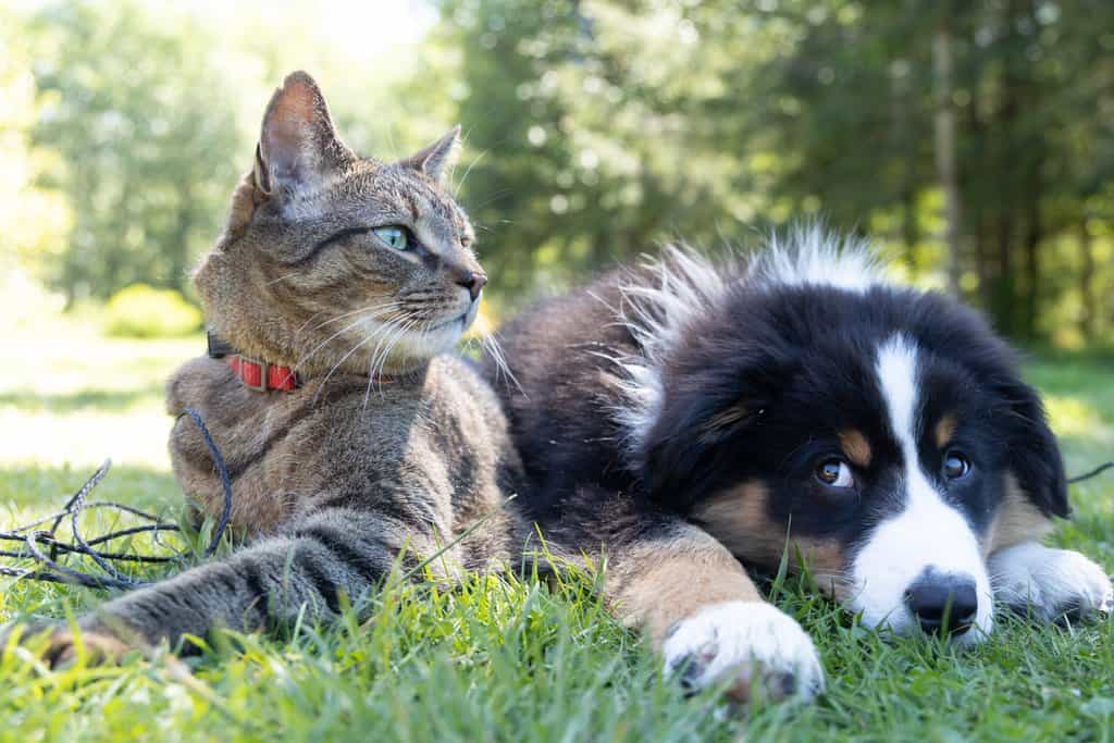 a cat and a dog laying in the grass.