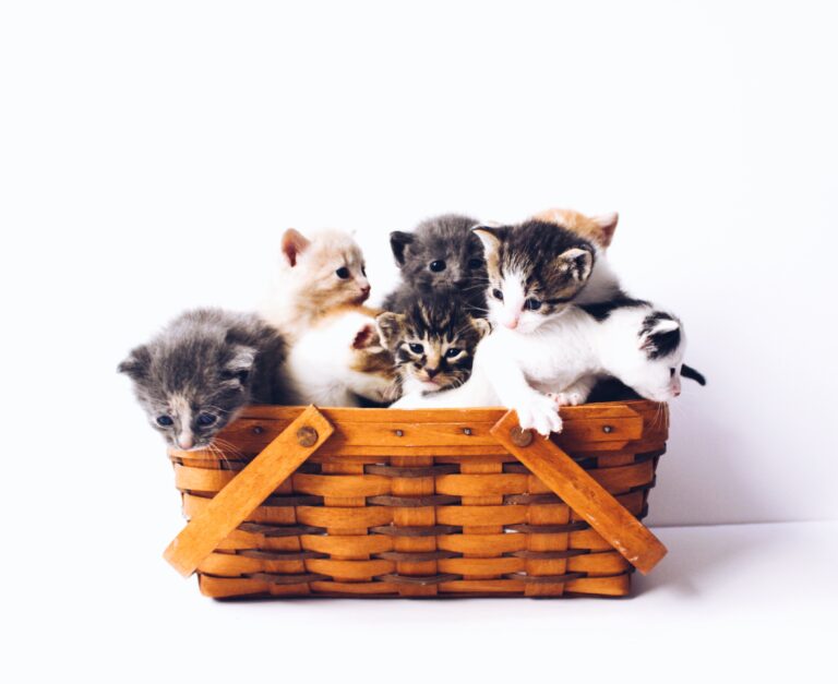 A group of adorable kittens in a basket on a white background.